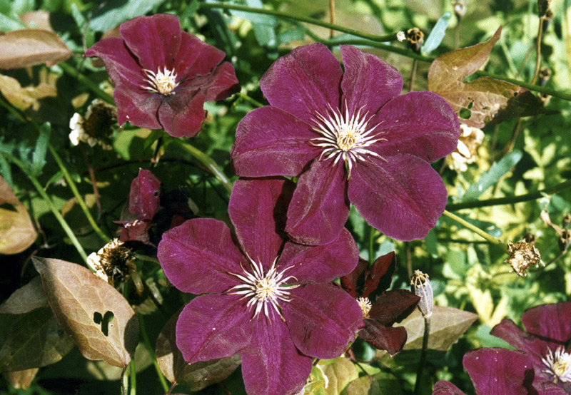 Clematis