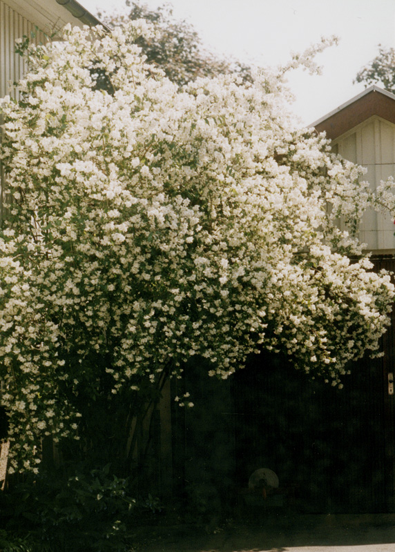 Jasmin